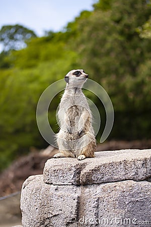 Suricate or meerkat standing and looking on a rock. Side view with blurred background Stock Photo