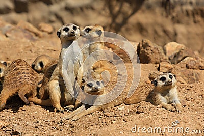 Suricate or meerkat (Suricata suricatta) family Stock Photo