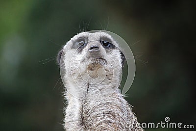 Suricate meerkat Stock Photo