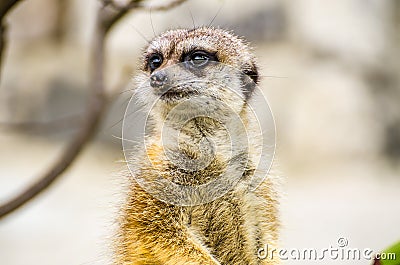 Suricate or meerkat (Suricata suricatta) Stock Photo