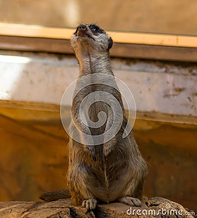 SURICATTA Meerkat, Suricata suricatta, guard Stock Photo