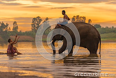 Mahout riding elephant walking in swamp Editorial Stock Photo