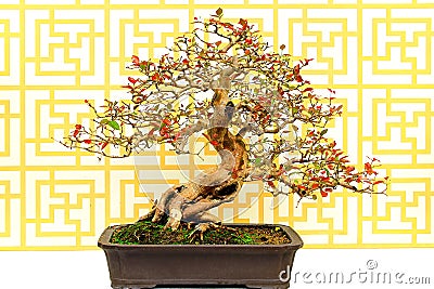 Surinam cherry eugenia uniflora bonsai plant Stock Photo