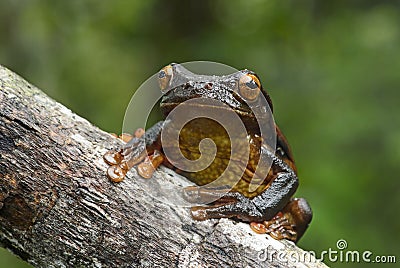 Surinam golden-eyed tree frog Stock Photo
