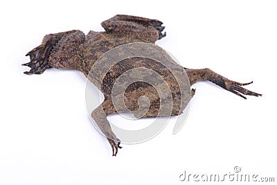 Surinam toad Pipa pipa Stock Photo