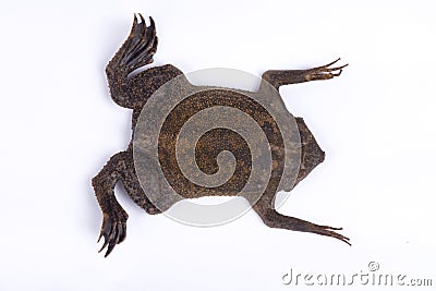 Surinam toad Pipa pipa Stock Photo