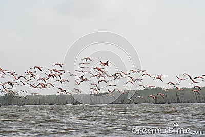 Suriname Bigi Pan 3 Stock Photo