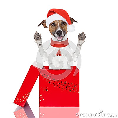 Surprise christmas dog in a box Stock Photo