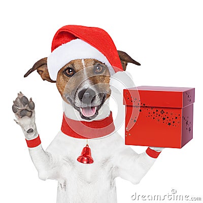 Surprise christmas dog with a present box Stock Photo