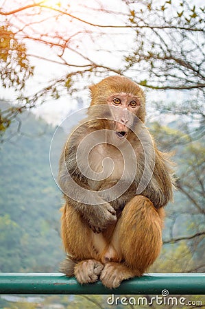 Surprise monkey portrait Stock Photo