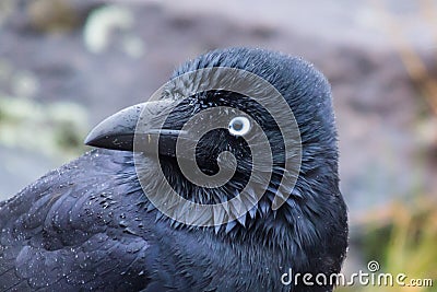Surprised Australian Raven Stock Photo