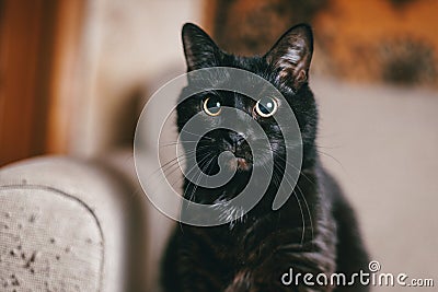Surprised beautiful black cat with green eyes on a linen sofa Stock Photo