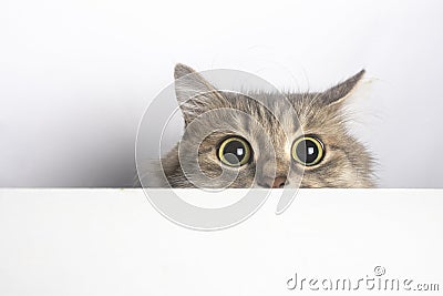 Surprised cat look out from under the table isolated on white Stock Photo