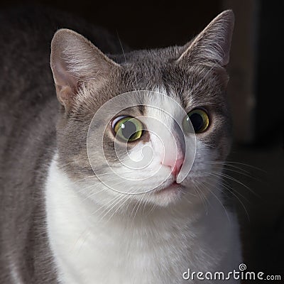 Surprised cat, open-eyed cat, muzzle close-up.strange look shocked. Stock Photo