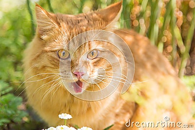 Surprised funny cat portrait showing tongue Stock Photo
