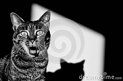 Surprised cat Stock Photo