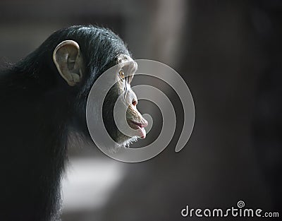 Surprised chimpanzee Stock Photo