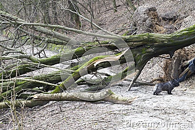 Surprised dog under uprooted trees Stock Photo