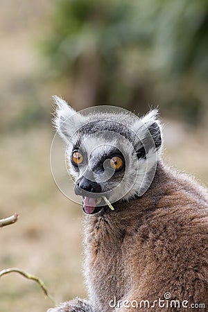 Surprised face. Shocked wide-eyed lemur with open mouth. Funny animal meme image Stock Photo