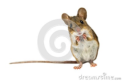 Surprised Field Mouse with clipping path Stock Photo