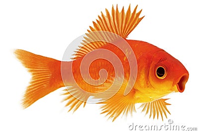 Surprised fish. Goldfish with fins. Processing by Photoshop. Stock Photo