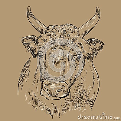 Surprised head of bull hand drawing illustration Vector Illustration