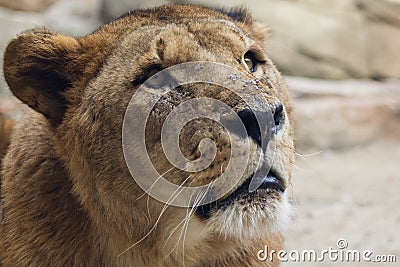 Surprised Lion Stock Photo