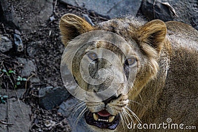 Surprised lioness looking at camera in sasan gir forest Stock Photo