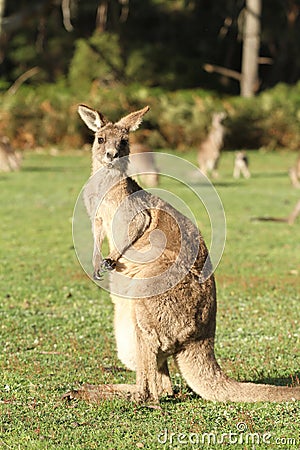 Surprised looking Kangaroo Stock Photo