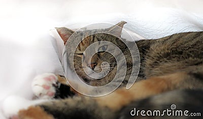 Surprised lying cat with an open eye Stock Photo