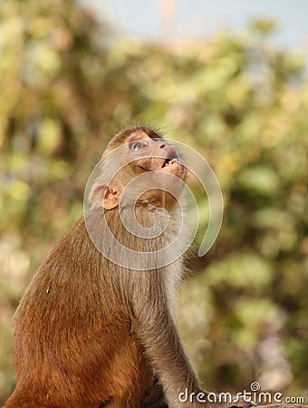 Surprised Monkey at the Swayambhu Nath temple, Kathmandu, Nepal Stock Photo