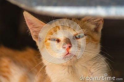 Surprised red kitten under car. On his face is an expression that says that he is confused, confused, did not expect, does not Stock Photo