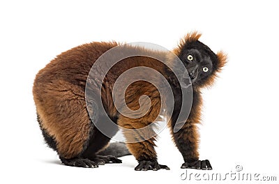 Surprised red ruffed lemur in front of a white background Stock Photo