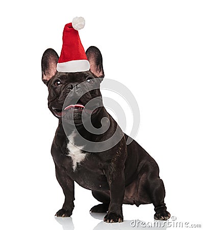 Surprised santa french bulldog with tongue exposed looks up Stock Photo