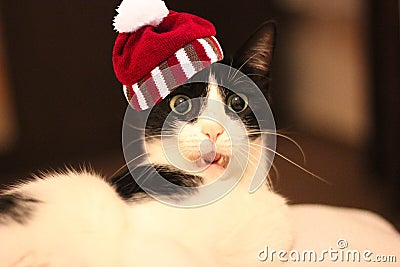 Surprised white and black cat with knitted striped hat with pompon Stock Photo