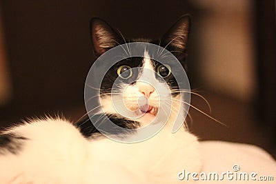 Surprised white and black laying cat Stock Photo