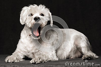 Surprised white schnauzer dog Stock Photo