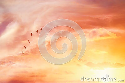 surreal enigmatic picture of flying birds in sunset or sunrise sky . minimalism and dream concept. Stock Photo