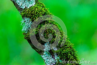 Surreal fairytale fine art spooky fantasy color outdoor image of old tree, covered with moss, foliage, magic mysterious or fairy Stock Photo