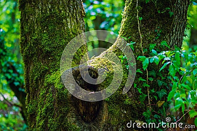 Surreal fairytale fine art spooky fantasy color outdoor image of old tree, covered with moss, foliage, magic mysterious or fairy Stock Photo