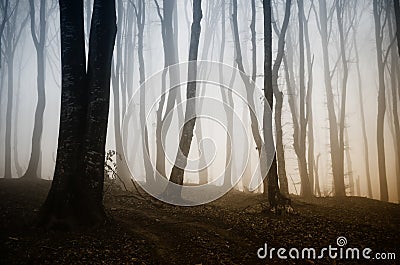 Surreal forest in autumn at sunset Stock Photo