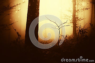 Surreal forest with fog in Transylvania at sunset Stock Photo