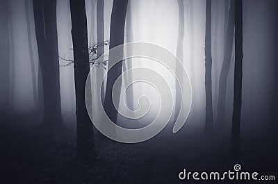 Surreal forest with fog trough trees at night Stock Photo