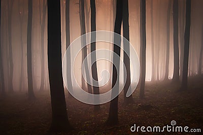 Surreal forest with red fog and light Stock Photo