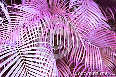 Surreal pink palm tree leaves Stock Photo