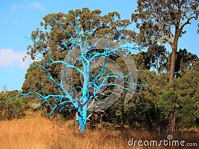 Surreal and real vegetation, bald blue tree in heathland Stock Photo