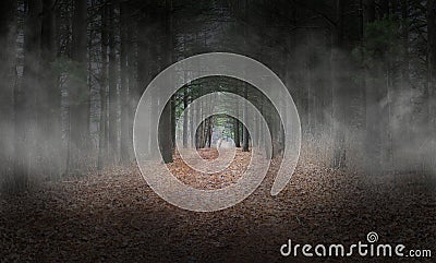 Dark Woods, Forest, Fog, Background, Surreal Stock Photo