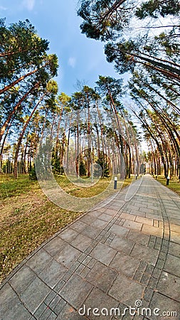 Surreal view of the asphalt path in park among tall pine trees. Spring landscape Stock Photo