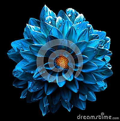 Surreal wet dark chrome sea blue flower dahlia macro isolated Stock Photo