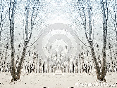 Surreal winter forest scene Stock Photo